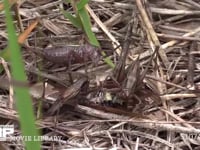 キリギリス　３♀ アブラゼミ死骸をむさぼり食い合う