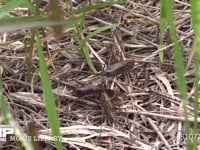 キリギリス　３♀ アブラゼミ死骸をむさぼり食い合う