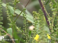 キリギリスが食べていた草の実 