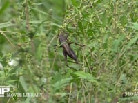 キリギリス　♀ 草の実を食べる