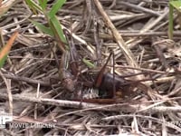 キリギリス　２♀ アブラゼミ死骸をむさぼり食い合う