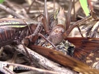 キリギリス　２♀ アブラゼミ死骸をむさぼり食い合う