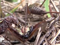 キリギリス　２♀ アブラゼミ死骸をむさぼり食い合う