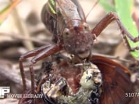 キリギリス　♀ アブラゼミ死骸をむさぼり食う