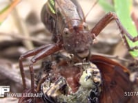 キリギリス　♀ アブラゼミ死骸をむさぼり食う