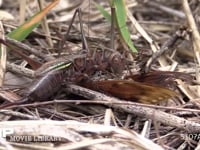 キリギリス　２♀ アブラゼミ死骸をむさぼり食い合う