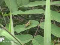 ハネナガフキバッタ　♀ 