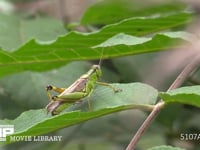 ハネナガフキバッタ　♀ 