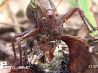 キリギリス　♀ アブラゼミ死骸をむさぼり食う