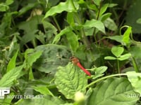 ヒメアカネ　♂ 飛びたって元の位置に戻る