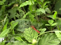 ヒメアカネ　♂ 虫をねらって飛びたち、元の場所に戻る