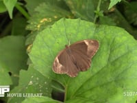 クロヒカゲ　♀ 休む