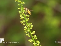 ヒラタアブの一種 訪花