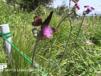 ベニヒカゲほか 山地のアザミに集まる