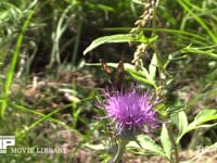 ベニヒカゲ アザミ訪花