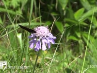 ベニヒカゲ マツムシソウ吸蜜