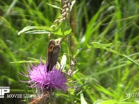 ベニヒカゲ アザミに群がる