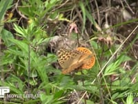 ミドリヒョウモン 交尾