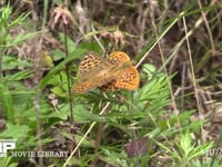 ミドリヒョウモン 交尾