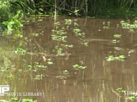 シオカラトンボ　♂ 水辺を飛び回る