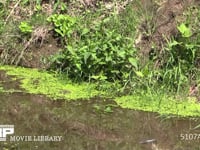 シオカラトンボ　♂ 水辺を飛び回る