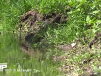 シオカラトンボ　♂ 水辺を飛び回る