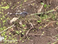 シオカラトンボ　♂ 水辺で休む