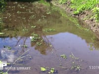 シオカラトンボ　♂ 水辺をテリトリー飛行