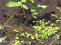 ゲンゴロウ 水中を泳ぐ