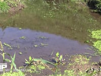 シオカラトンボ　♂ 水辺をテリトリー飛行