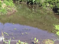 シオカラトンボ　♂ 水辺をテリトリー飛行
