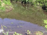 シオカラトンボ　♂ 水辺をテリトリー飛行