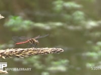 アキアカネ　♂ トウモロコシの穂先で休む→虫を捕らえに飛びたち戻る