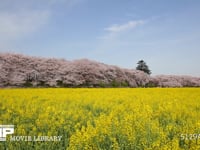 権現堂堤　菜の花と桜 