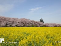 権現堂堤　菜の花と桜 