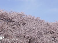 権現堂堤　桜 