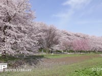 権現堂堤　菜の花と桜 