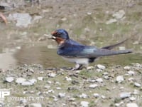 ツバメ、巣材の泥を集める 4月18日