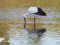 コウノトリ 千葉県野田市放鳥の「ひかる」　12月26日