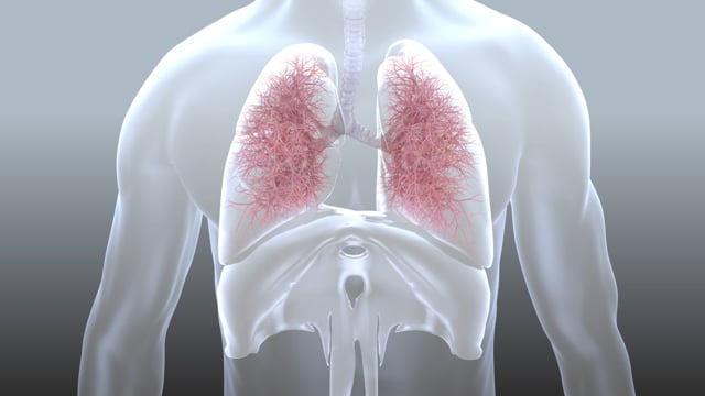 Muko_Animation_WIP_170607