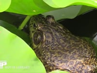 ウシガエル 公園の池でスイレンの葉に乗り鳴く