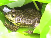 ウシガエル 公園の池でスイレンの葉に乗り休み、ゆっくりと泳ぎだす