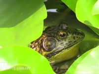 ウシガエル 公園の池でスイレンの葉に乗り鳴く