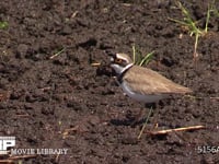 コチドリ 田植え前の水田で餌を探し歩く