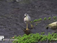 ゴイサギ 川の浅瀬で小魚を狙う