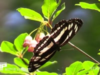 コミスジ ベニサラサドウダンの花の蜜を吸う