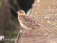 ヒバリ 畑の脇の道路に降りて囀る