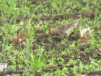 ヒバリ 耕地で餌をとる