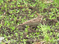 ヒバリ 耕地で囀りながら餌を探す