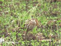 ヒバリ 耕地で土の塊に乗って囀る